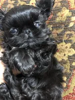 Skippy teacup, a female Shih Tzu for sale in Shirley, NY – Photo 4 of 10