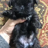 Skippy teacup, a female Shih Tzu for sale in Shirley, NY – Photo 10 of 10