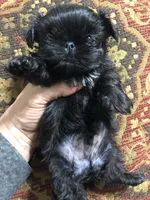 Skippy teacup, a female Shih Tzu for sale in Shirley, NY – Photo 10 of 10