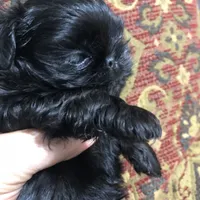 Skippy teacup, a female Shih Tzu for sale in Shirley, NY – Photo 6 of 10