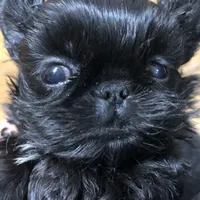 Skippy teacup, a female Shih Tzu for sale in Shirley, NY – Photo 3 of 10