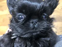 Skippy teacup, a female Shih Tzu for sale in Shirley, NY – Photo 3 of 10