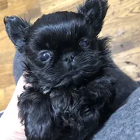 Skippy teacup, a female Shih Tzu for sale in Shirley, NY – Photo 2 of 10