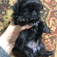 Skippy teacup, a female Shih Tzu for sale in Shirley, NY – Photo 5 of 10