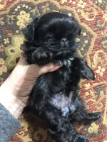 Skippy teacup, a female Shih Tzu for sale in Shirley, NY – Photo 5 of 10