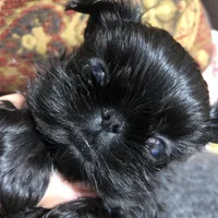 Skippy teacup, a female Shih Tzu for sale in Shirley, NY – Photo 1 of 10