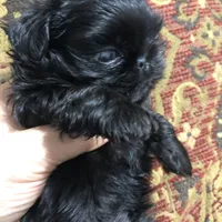 Skippy teacup, a female Shih Tzu for sale in Shirley, NY – Photo 8 of 10