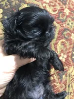 Skippy teacup, a female Shih Tzu for sale in Shirley, NY – Photo 8 of 10