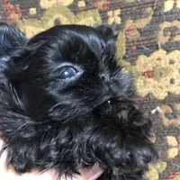 Skippy teacup, a female Shih Tzu for sale in Shirley, NY – Photo 9 of 10