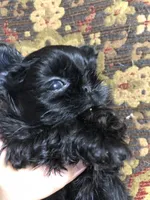 Skippy teacup, a female Shih Tzu for sale in Shirley, NY – Photo 9 of 10