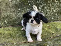 Domino, a male Shih Tzu for sale in Shirley, NY – 2 of 4