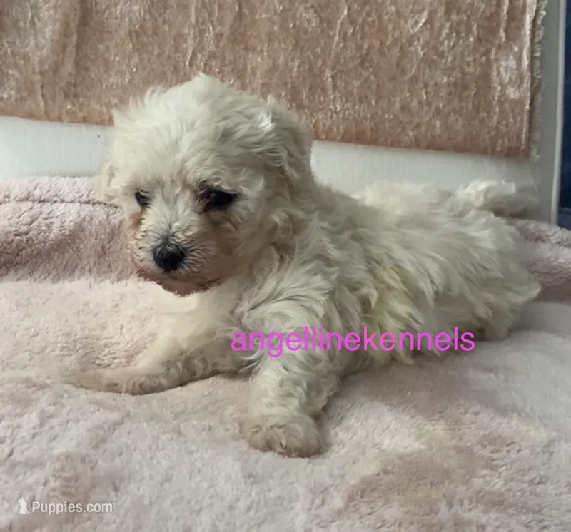 Female/Spay contract  – Maltipoo puppy for sale in Panama City, FL