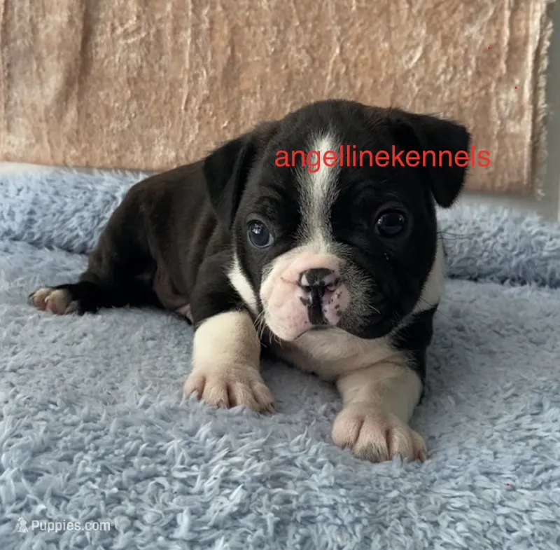 Male/neuter contract – Boston Terrier puppy for sale in Panama City, FL