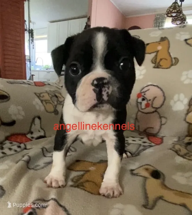 Male/neuter contract – Boston Terrier puppy for sale in Panama City, FL