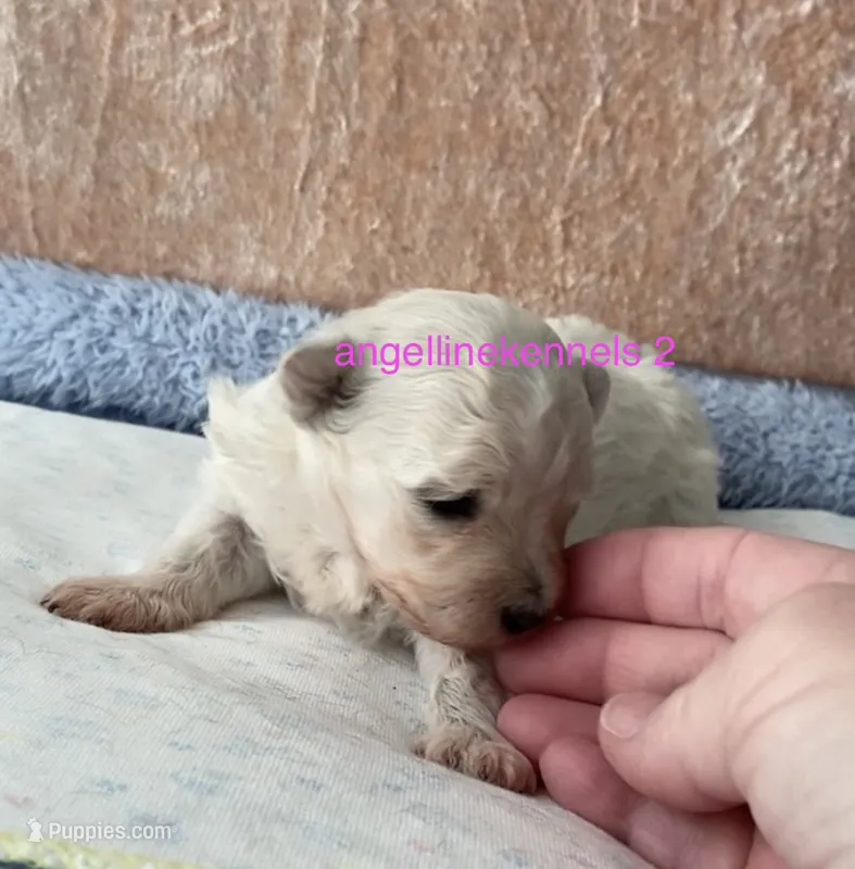 Female/Spay contract  – Maltipoo puppy for sale in Panama City, FL