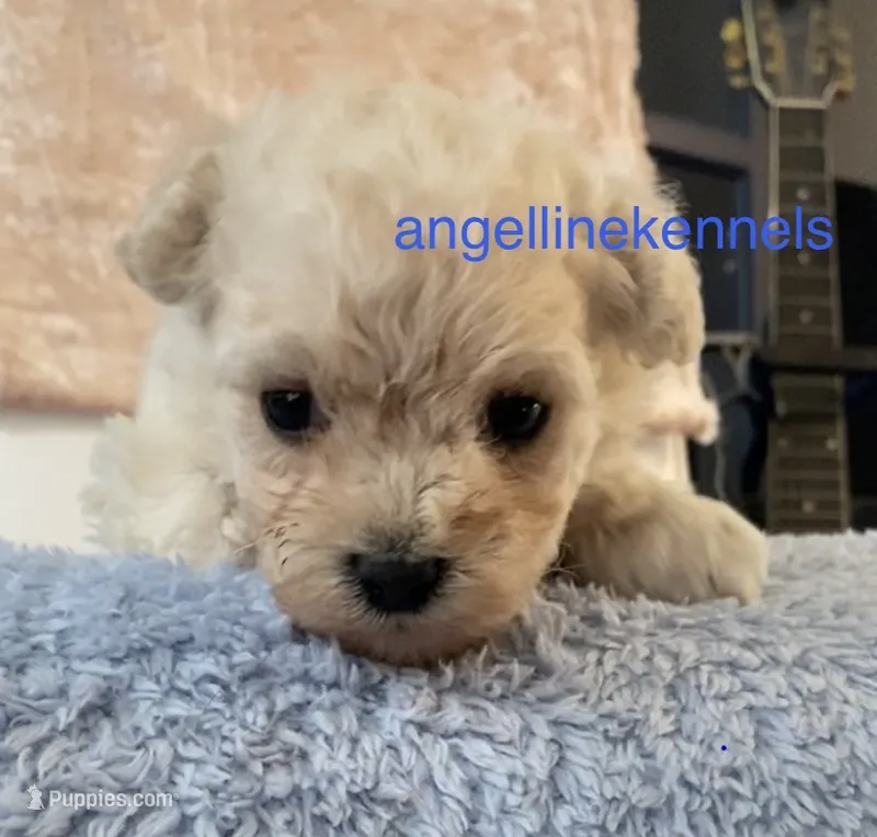 Male/neuter contract – Maltipoo puppy for sale in Panama City, FL