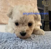Male/neuter contract, a male Maltipoo for sale in Panama City, FL – 1 of 5