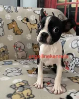 Male/neuter contract, a male Boston Terrier for sale in Panama City, FL – 2 of 7