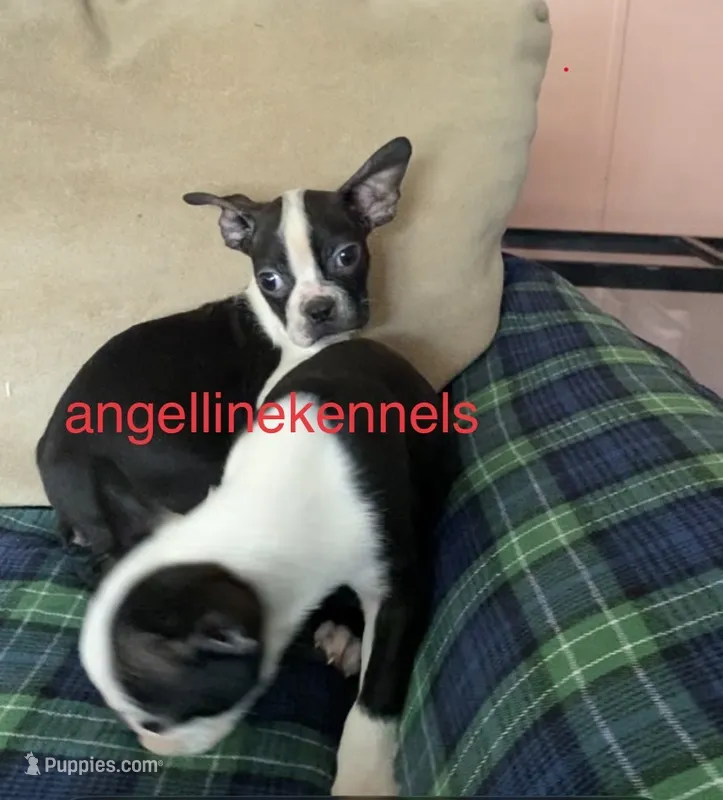 Male/neuter contract – Boston Terrier puppy for sale in Panama City, FL