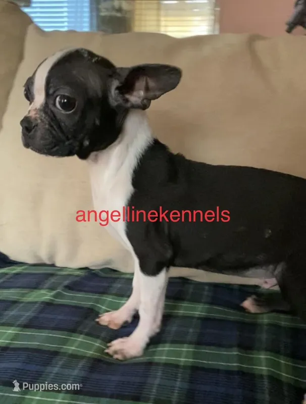Male/neuter contract – Boston Terrier puppy for sale in Panama City, FL