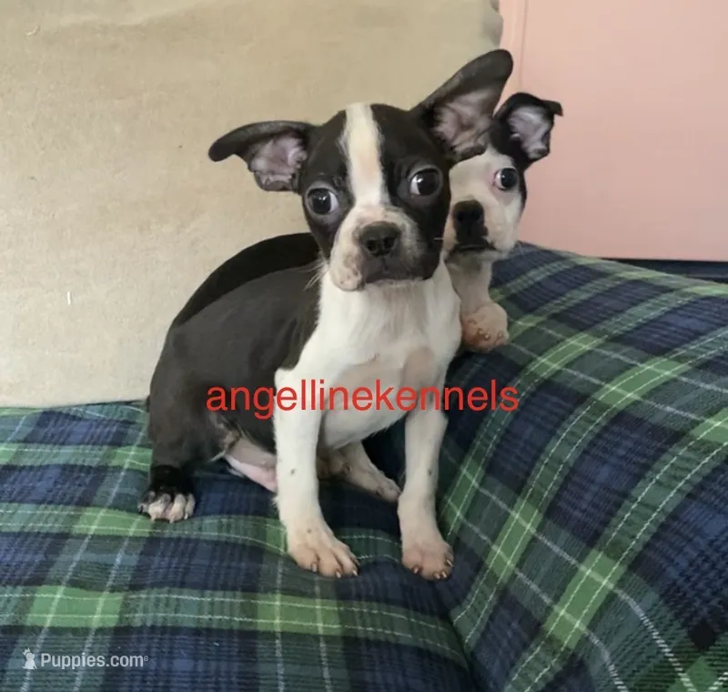 Male/neuter contract