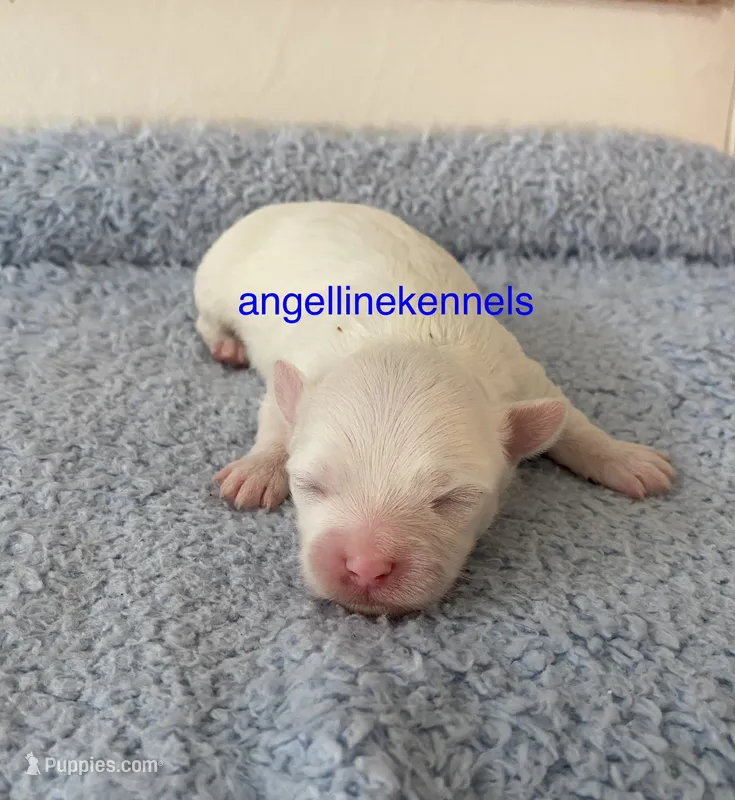 Male/neuter contract – Maltipoo puppy for sale in Panama City, FL