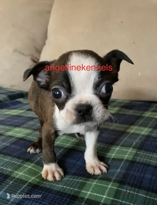 Male/Neuter contract