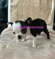Female/spay contract, a female Boston Terrier for sale in Panama City, FL – 2 of 3