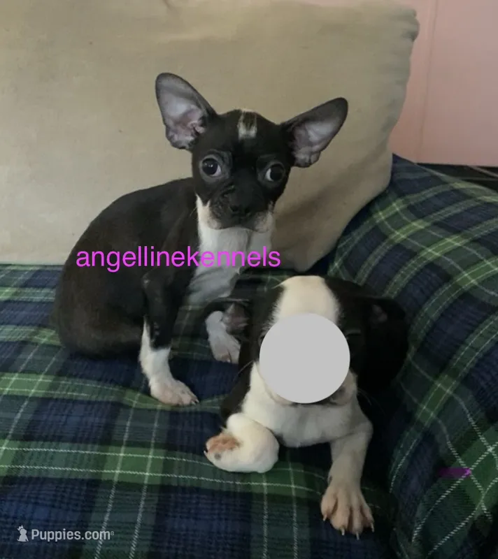 Female/spay contract