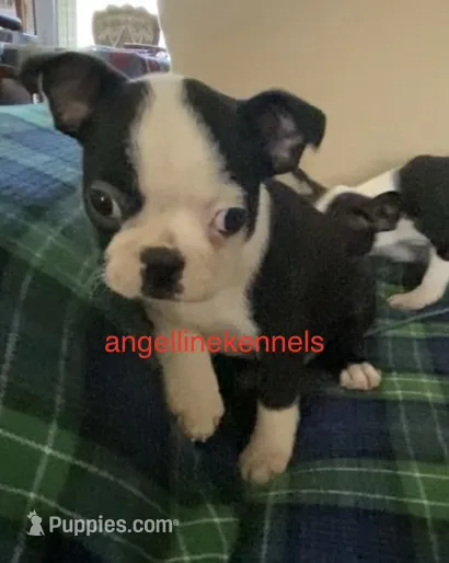 Male/neuter contract