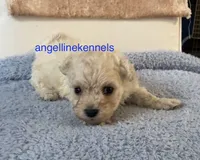 Male/neuter contract, a male Maltipoo for sale in Panama City, FL – 3 of 5