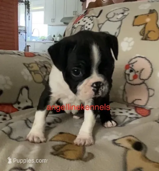 Male/neuter contract – Boston Terrier puppy for sale in Panama City, FL