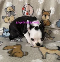 Female/spay contract, a female Boston Terrier for sale in Panama City, FL – 2 of 6