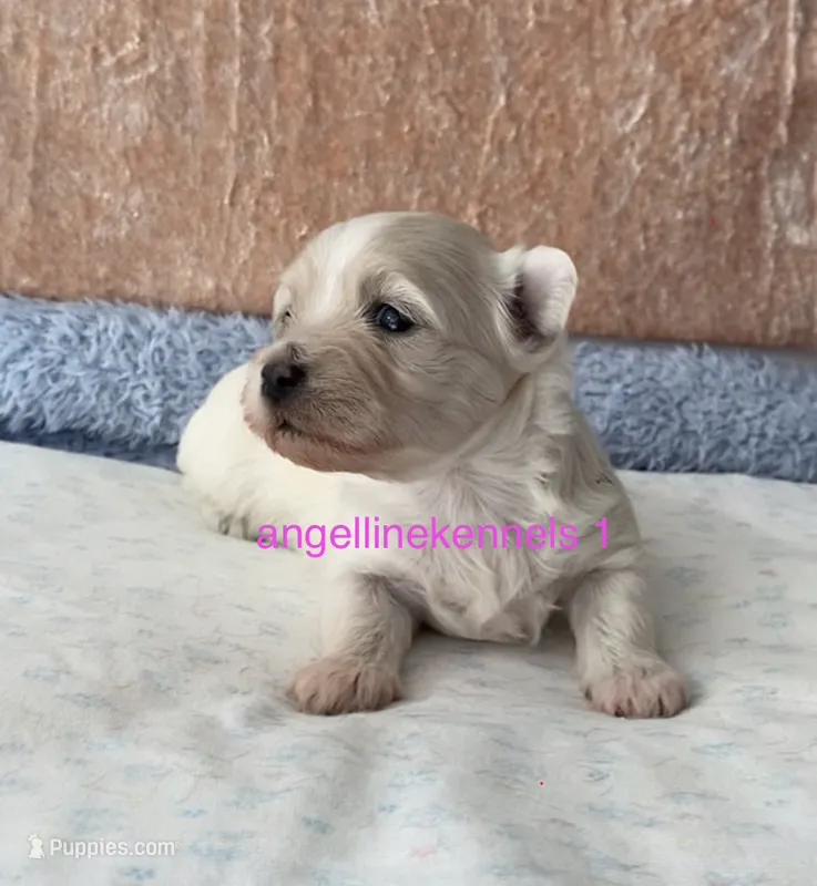 Female/Spay contract – Maltipoo puppy for sale in Panama City, FL