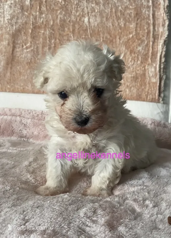 Female/Spay contract  – Maltipoo puppy for sale in Panama City, FL