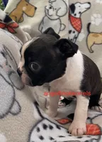 Male/neuter contract, a male Boston Terrier for sale in Panama City, FL – 3 of 4