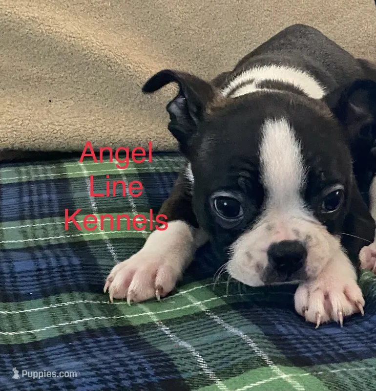 Female/spay contract