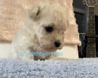 Male/neuter contract, a male Maltipoo for sale in Panama City, FL – 2 of 5