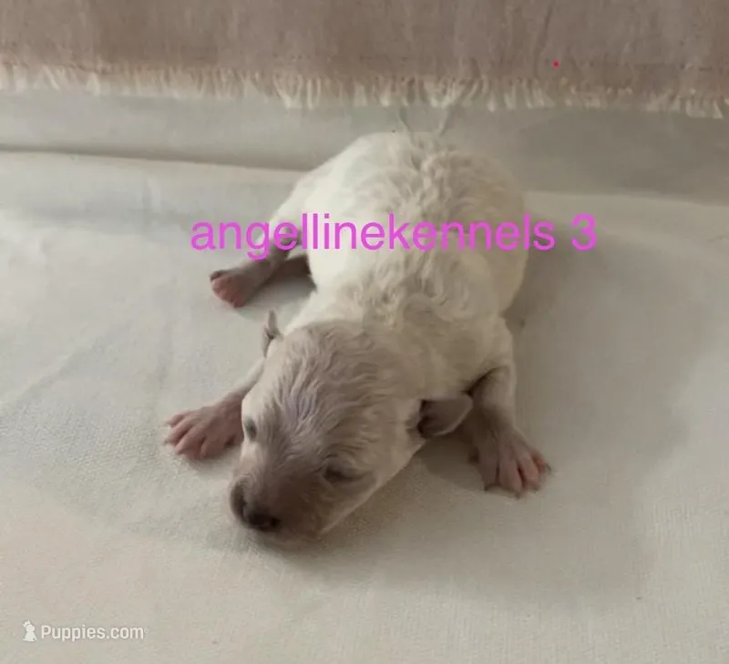 Female/Spay Contract – Maltipoo puppy for sale in Panama City, FL