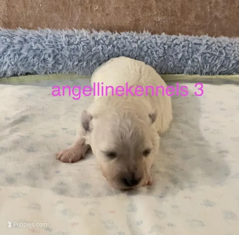 Female/Spay Contract – Maltipoo puppy for sale in Panama City, FL