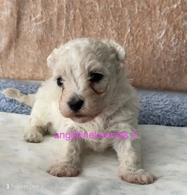 Female/Spay contract  – Maltipoo puppy for sale in Panama City, FL