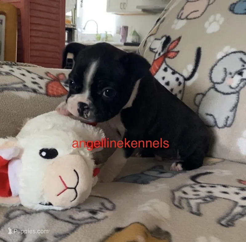 Male/neuter contract – Boston Terrier puppy for sale in Panama City, FL