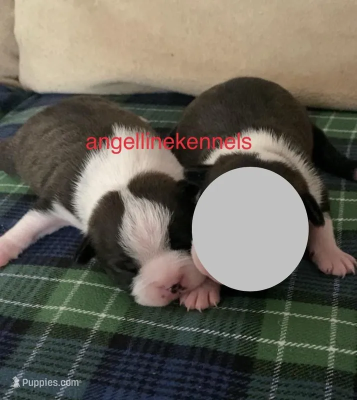 Male/Neuter contract – Boston Terrier puppy for sale in Panama City, FL