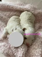 Female/spay contract, a female Maltipoo for sale in Panama City, FL – Photo 1 of 4