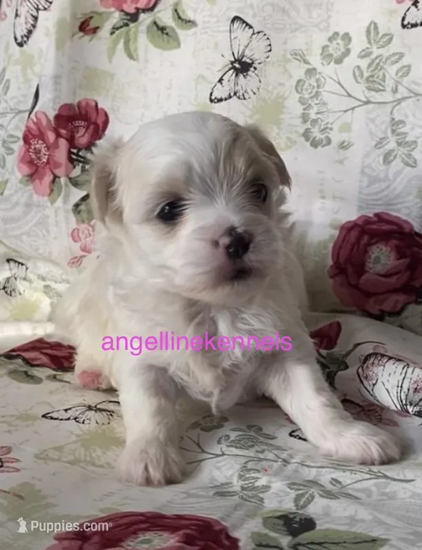 Female/spay contract – Maltipoo puppy for sale in Panama City, FL