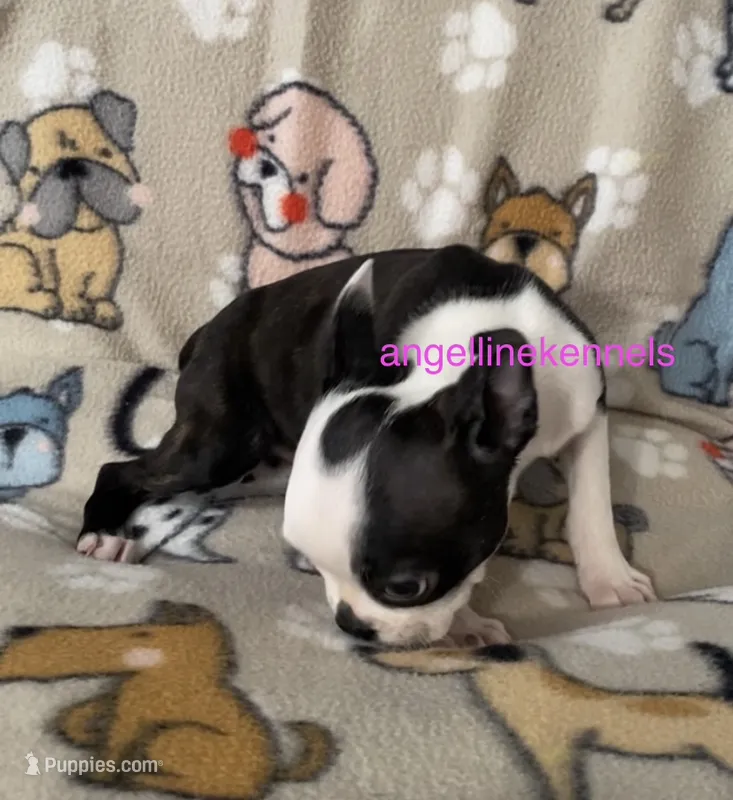 Female/spay contract – Boston Terrier puppy for sale in Panama City, FL