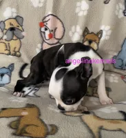 Female/spay contract, a female Boston Terrier for sale in Panama City, FL – 1 of 6