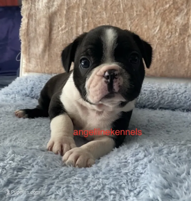 Male/neuter contract – Boston Terrier puppy for sale in Panama City, FL