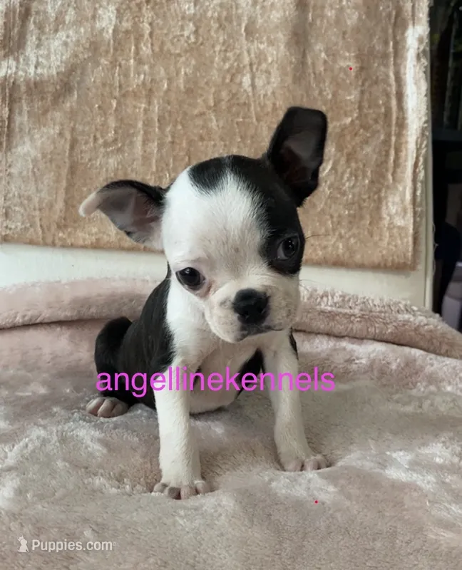 Female/spay contract – Boston Terrier puppy for sale in Panama City, FL