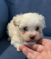Male/neuter contract, a male Maltipoo for sale in Panama City, FL – 1 of 5